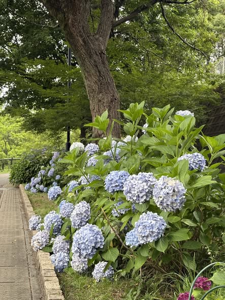 【仕事復帰の朝】少しずつ、日常へ戻っていきます Vol.6